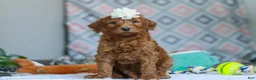 Goldendoodle dogs for sale: Molly - Ad 5