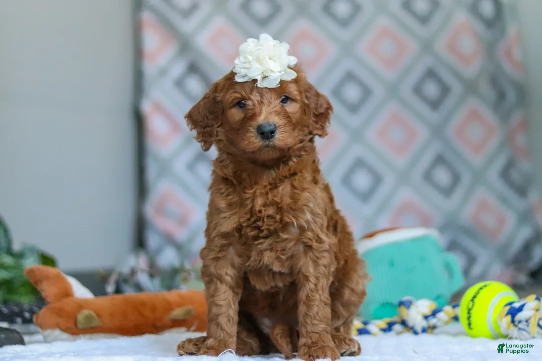 Goldendoodle dogs for sale: Molly - Ad 5