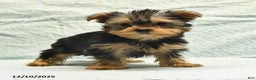 Yorkshire Terrier dogs for sale: Elmer - Ad 4