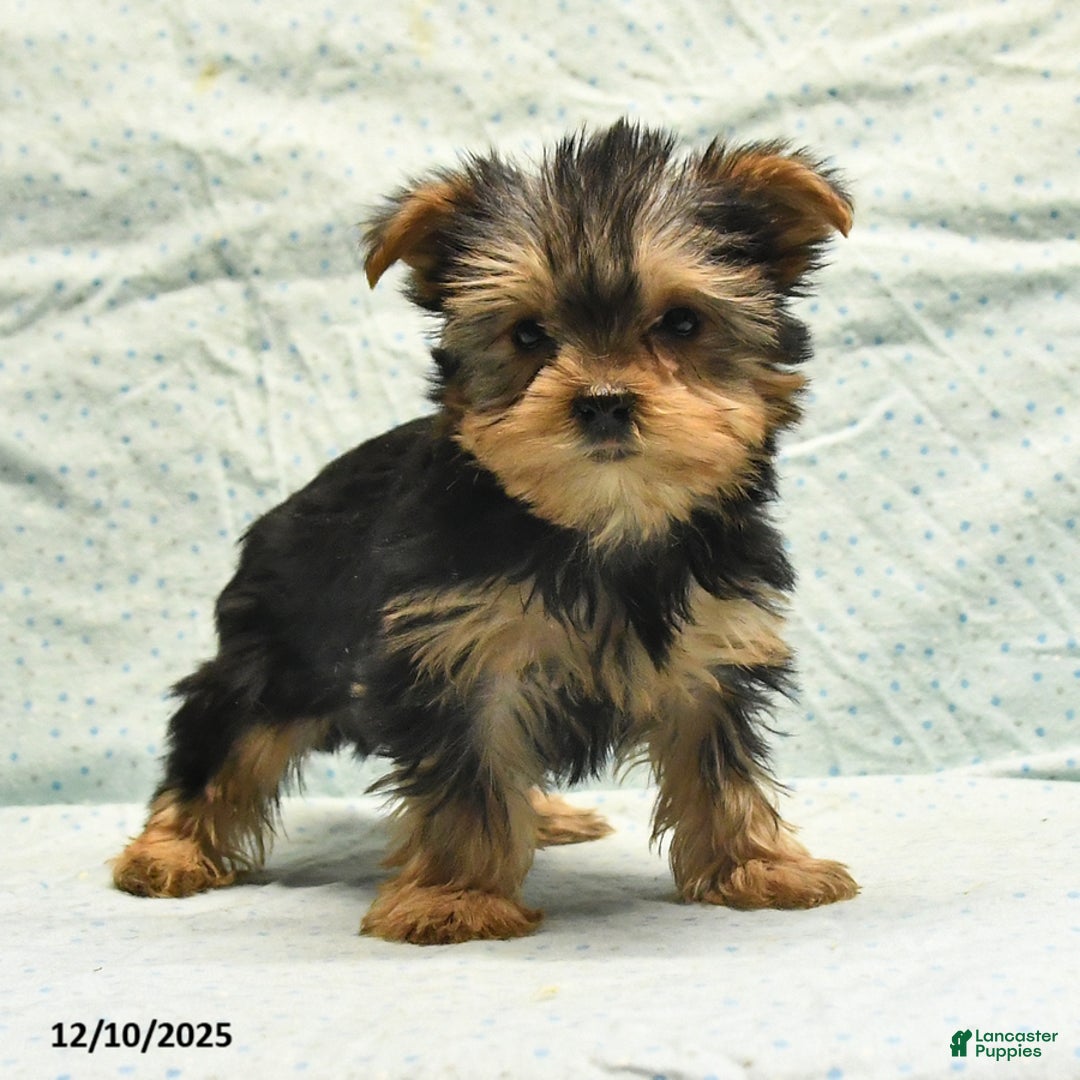 Yorkshire Terrier dogs for sale: Elmer - Ad 4