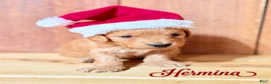 Hermina, F1b Mini Goldendoodle 