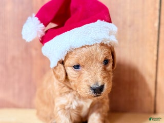 Mini Goldendoodle dogs Hermina, F1b Mini Goldendoodle - Ad 23