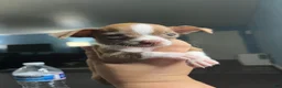 Chihuahua dogs for sale: Miniatura chihuahua 💙 - Ad 2