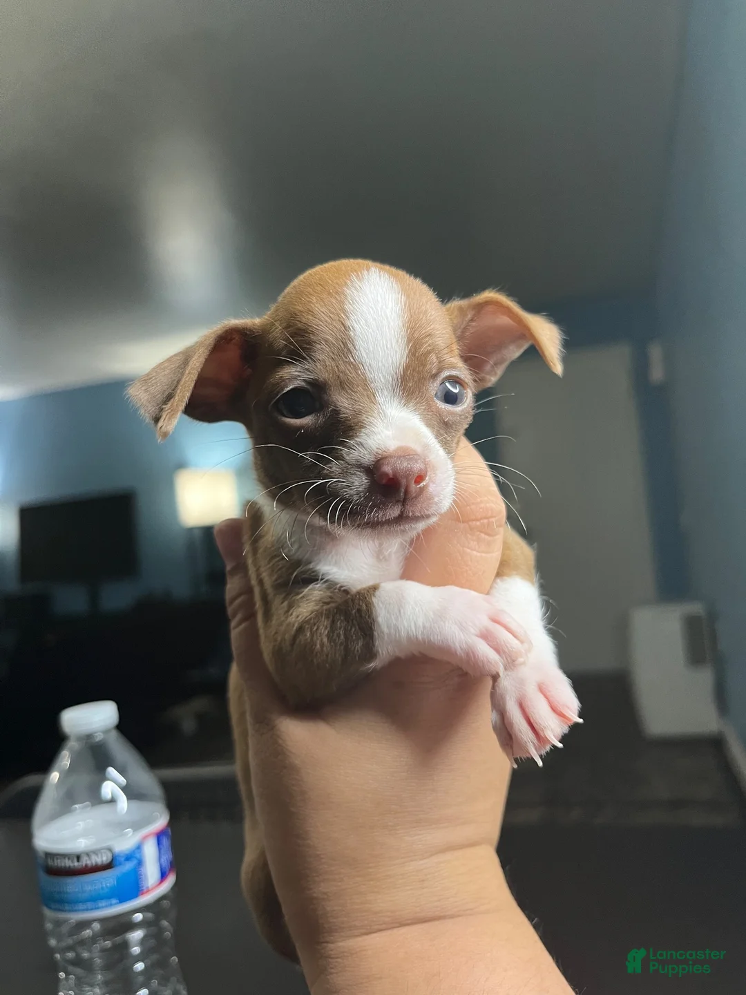 Chihuahua dogs for sale: Miniatura chihuahua 💙 - Ad 2