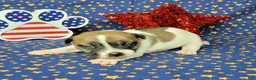 Jack Russell Terrier dogs for sale: Pyro CKC Reg male  - Ad 6