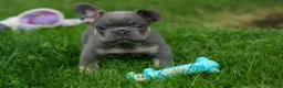 French Bulldog dogs for sale: Kilo  - Ad 3