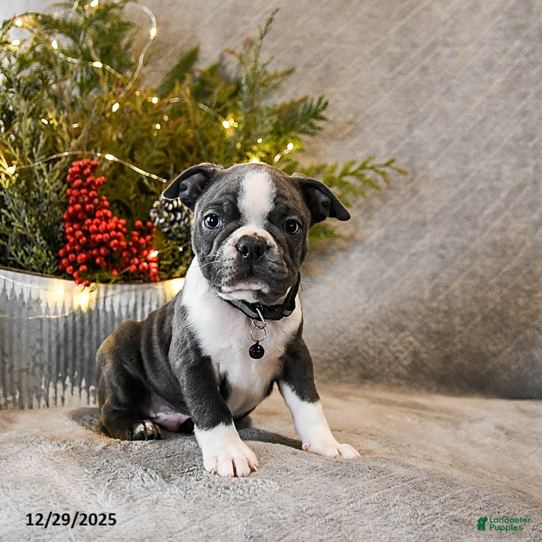 Boston Terrier dogs for sale: Chief - Ad 4
