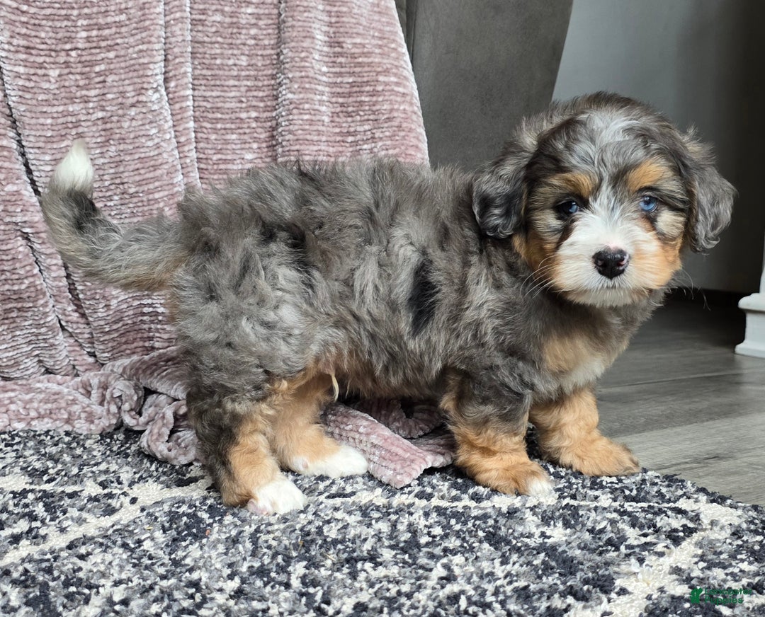 Mini Bernedoodle dogs for sale: Mini Watts - Ad 11