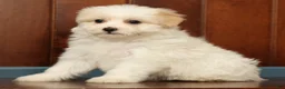 Pomapoo dogs for sale: Pixie - Ad 8