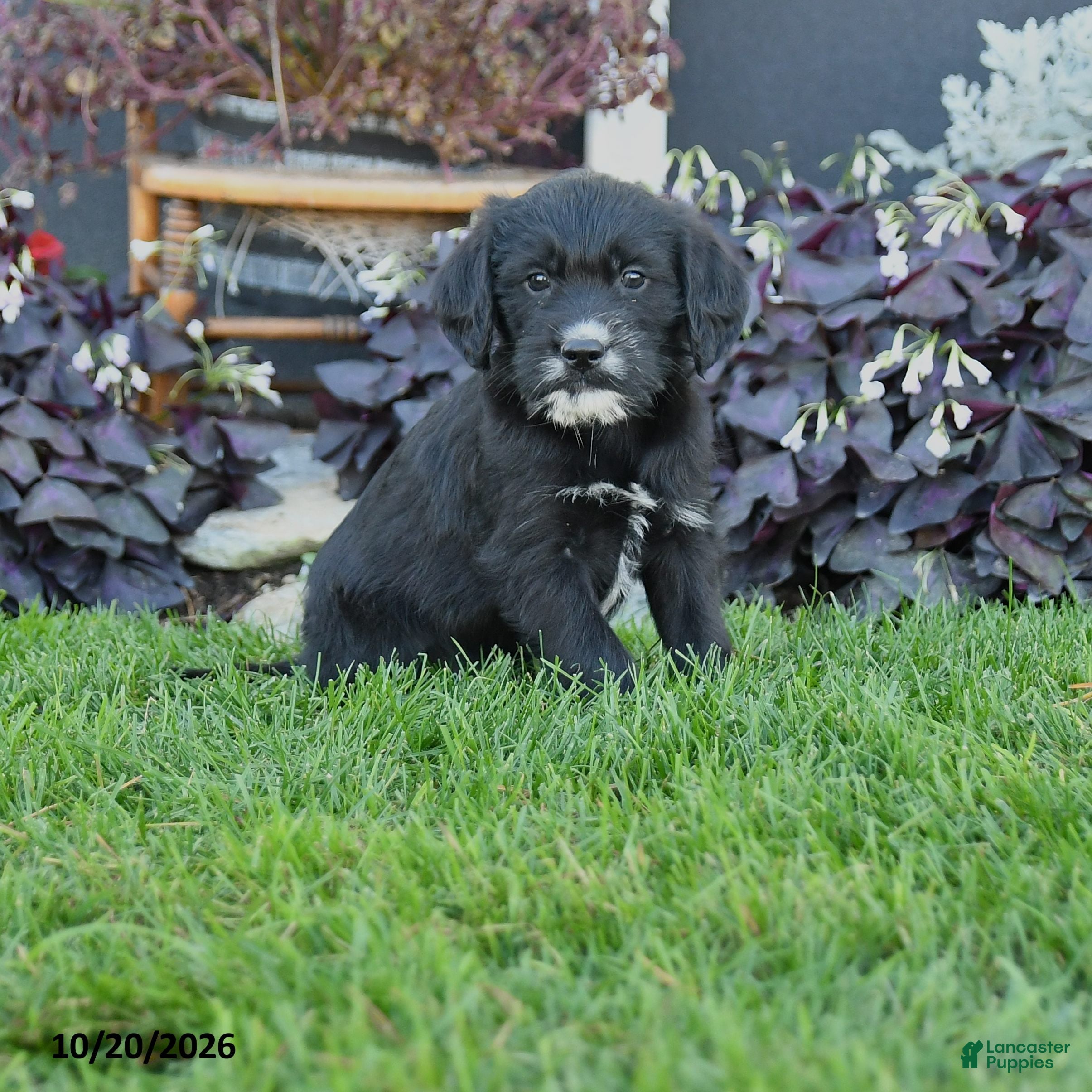 Mixed Breed dogs Chief - Ad 1