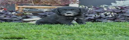 Mixed Breed dogs for sale: Chief - Ad 1