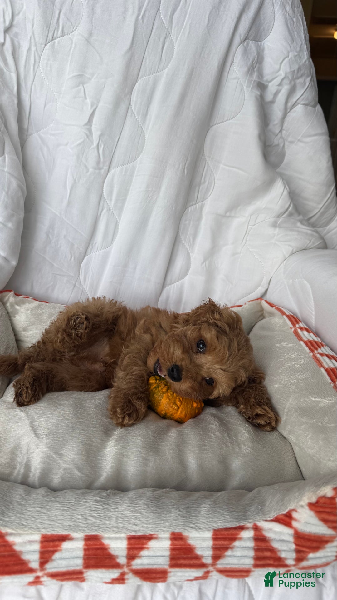 Cockapoo dogs for sale: ⭐️Cooper – The Golden Boy of the Litter 🐾🧡 - Ad 9