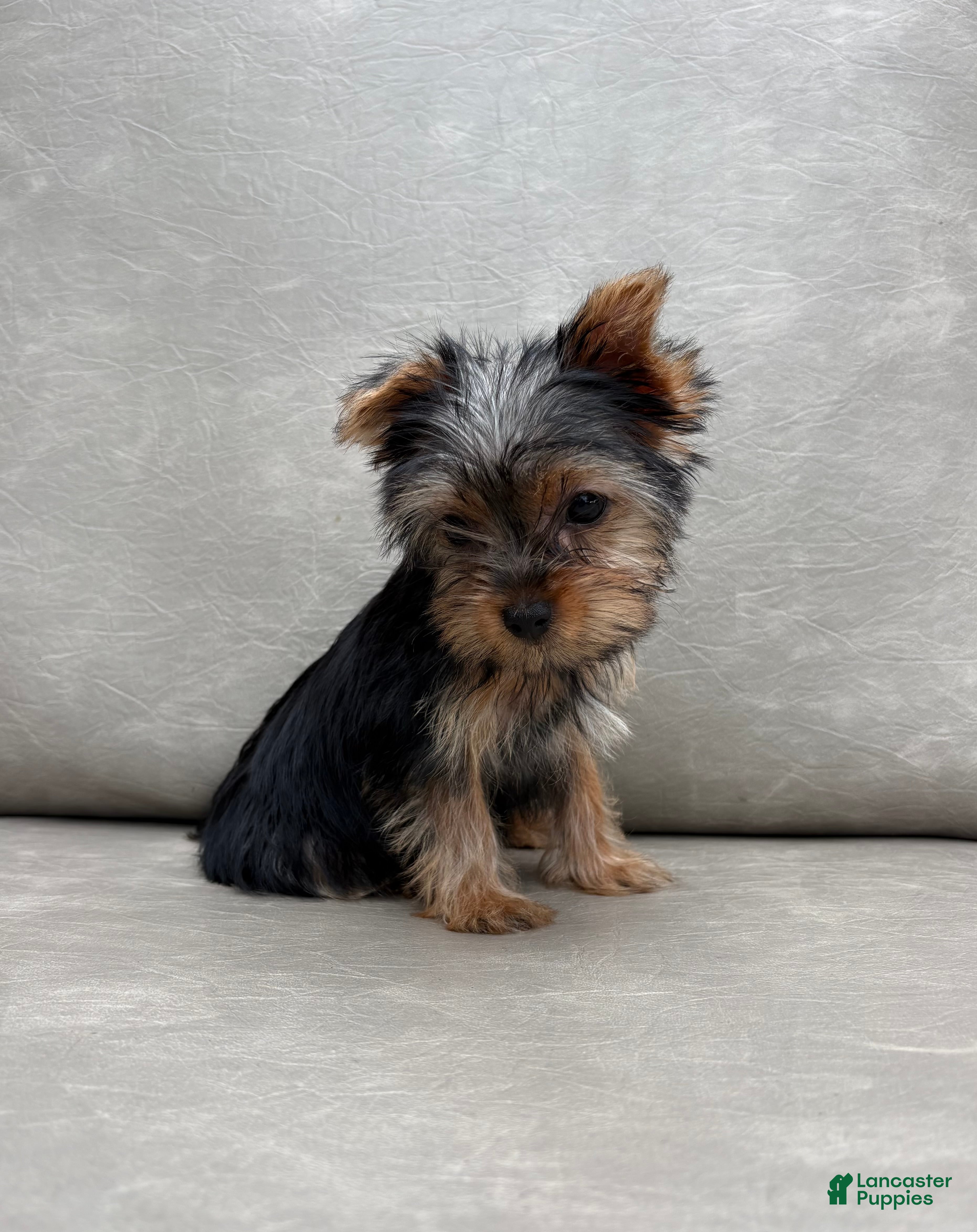 Yorkshire Terrier dogs Cassie - Ad 2