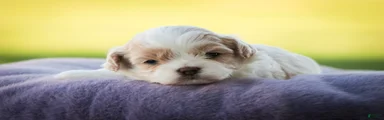Zaneeta Shihpoo 