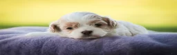 Shihpoo dogs for sale: Zaneeta Shihpoo  - Ad 1