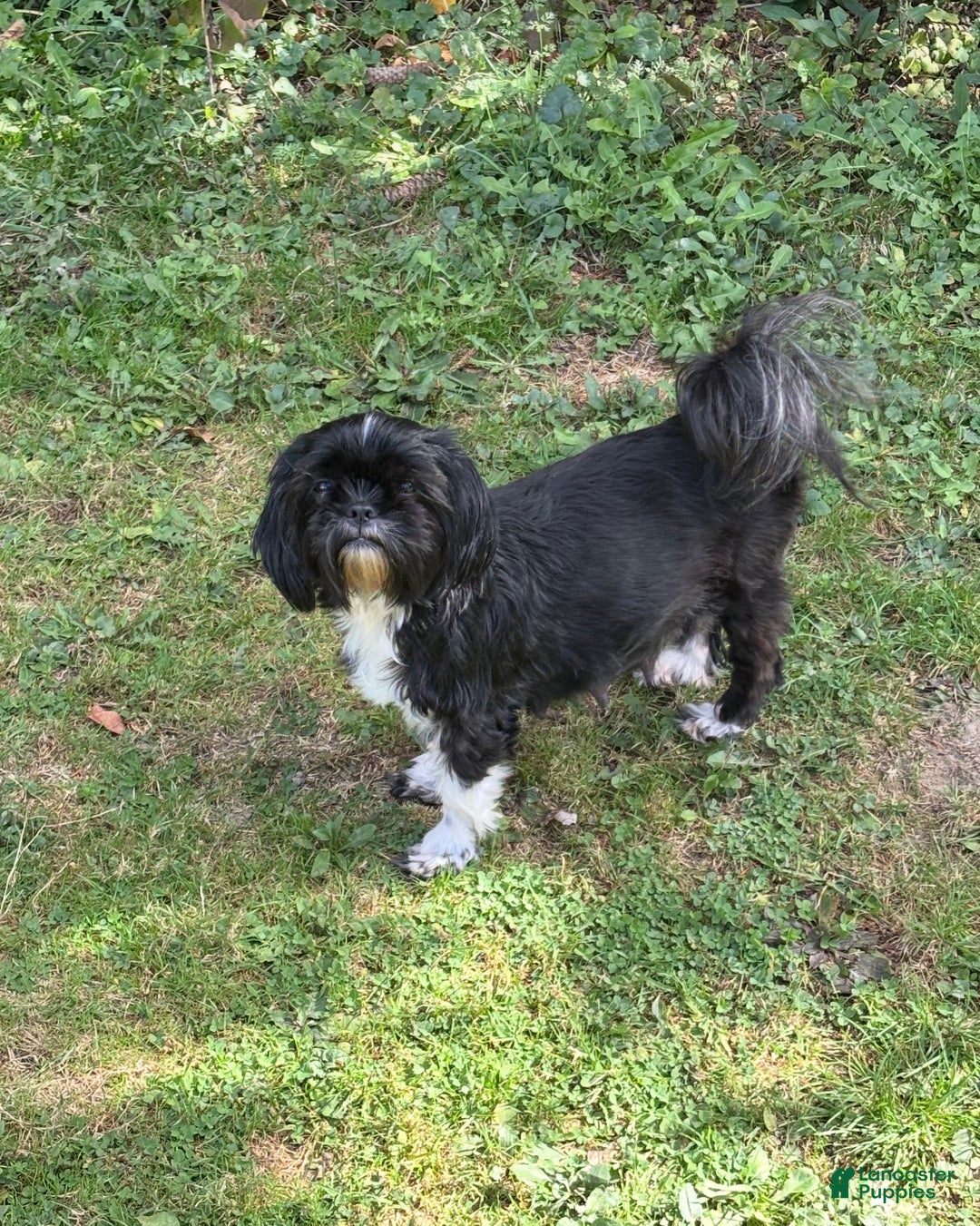 Shih Tzu dogs for sale: Diva - Ad 7