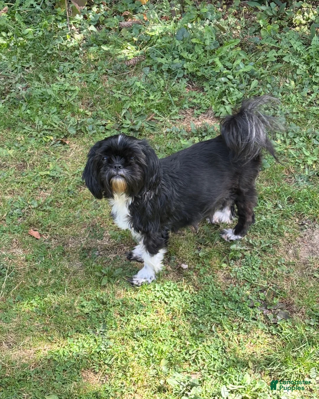 Shih Tzu dogs for sale: Dallas - Ad 6