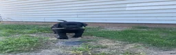 Labrador Retriever dogs for sale: Labrador Retriever Puppy 1 - Ad 2