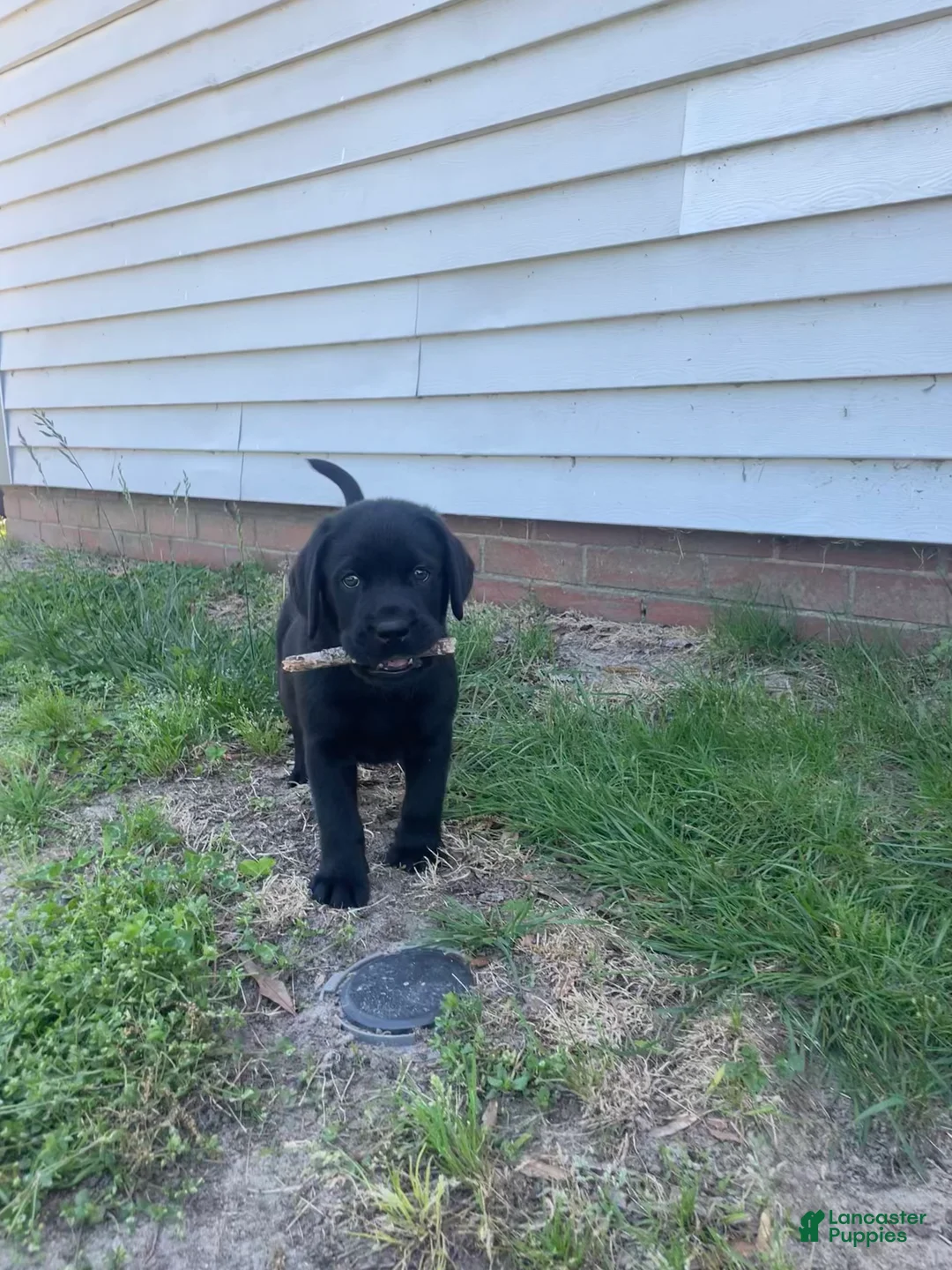 Labrador Retriever dogs for sale: Labrador Retriever Puppy 1 - Ad 2