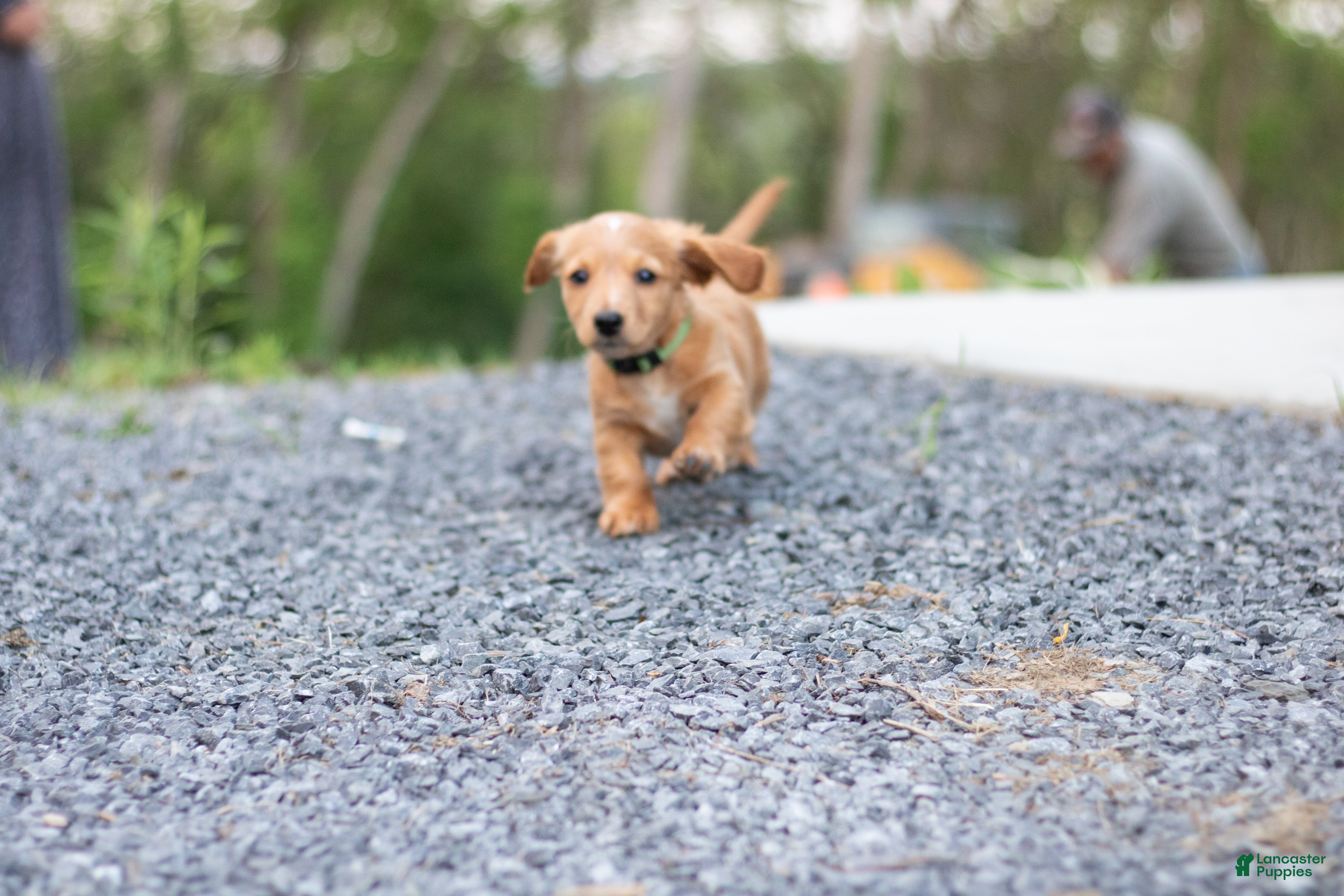Miniature Dachshund dogs Frank  - Ad 30