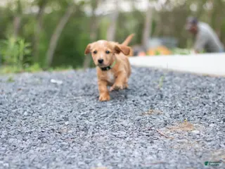 Miniature Dachshund dogs Frank - Ad 30