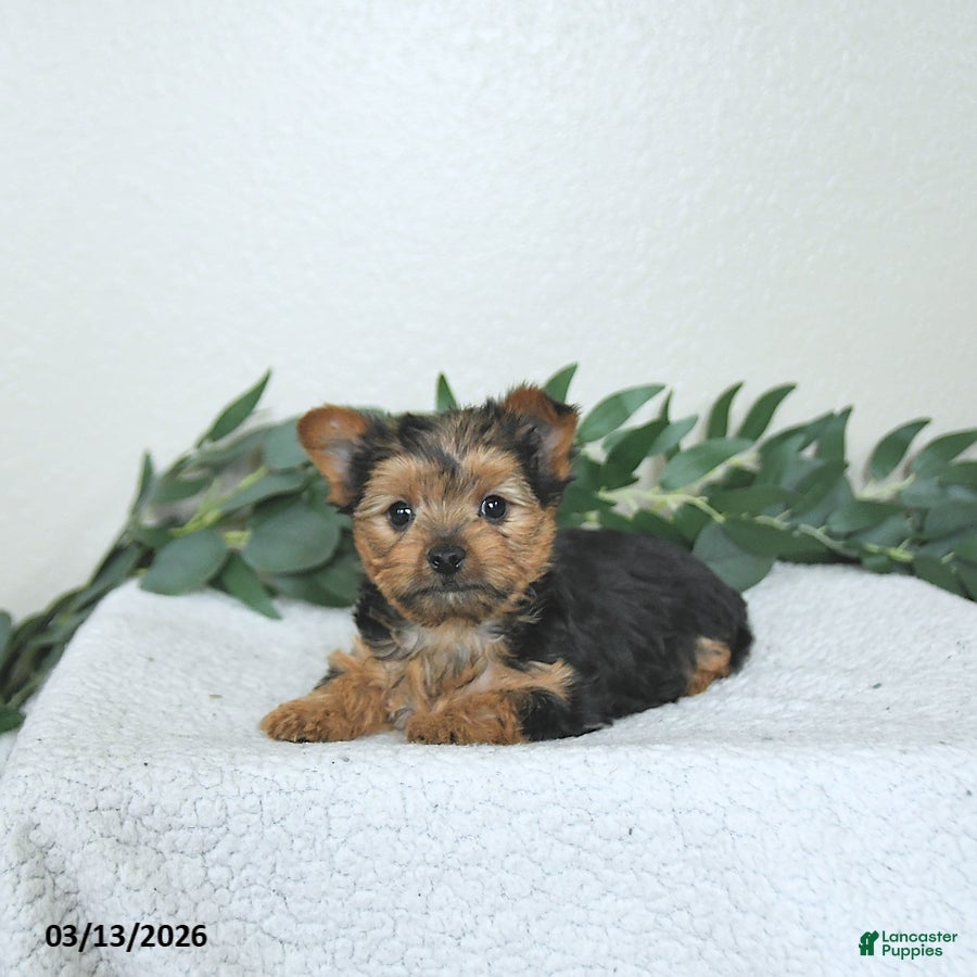 Yorkshire Terrier dogs Theo - EXTRA SMALL - Ad 1