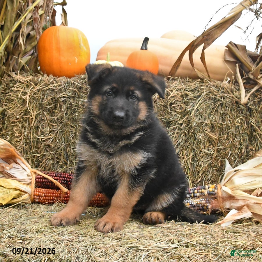German Shepherd dogs Lana - Ad 2