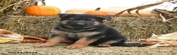 German Shepherd dogs for sale: Lana - Ad 2