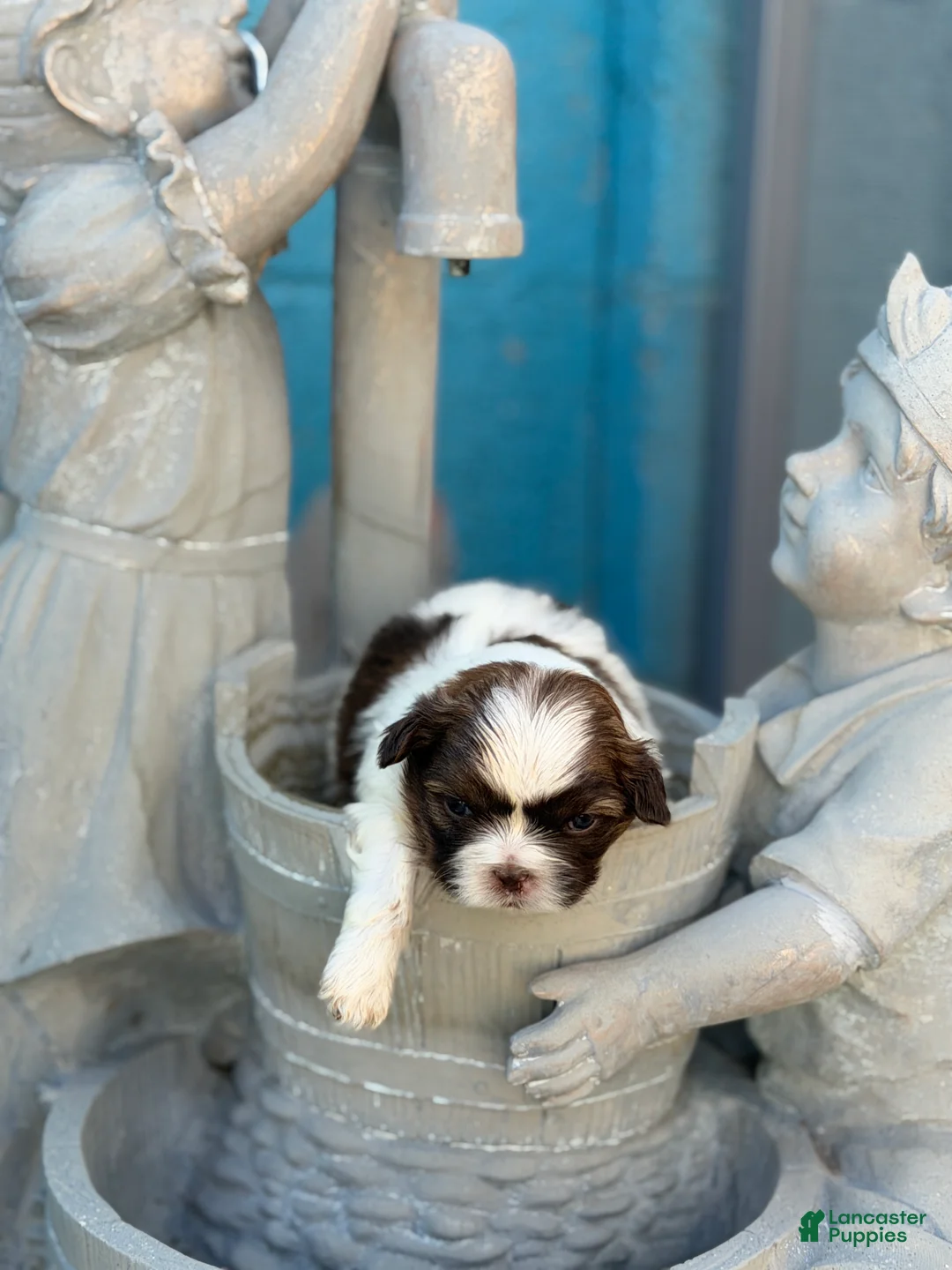 Shih Tzu dogs for sale: Ella - Ad 2