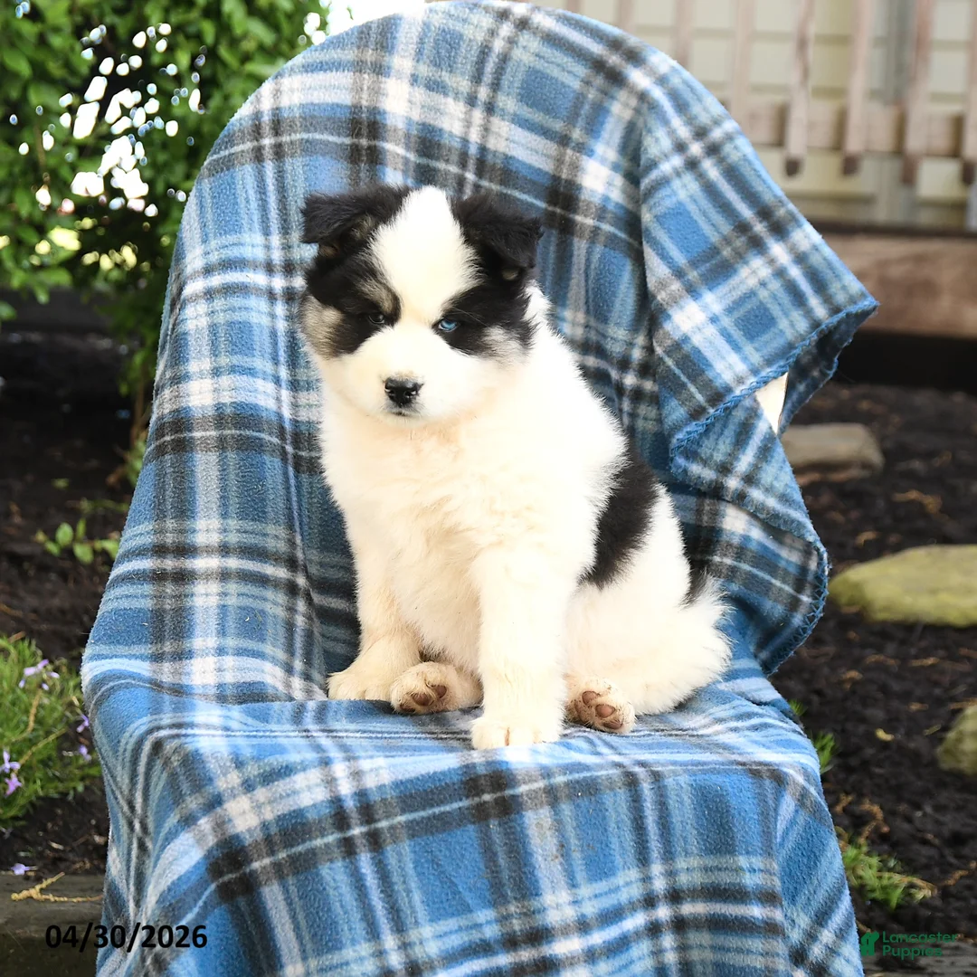 Pomsky dogs for sale: Timber - Ad 3