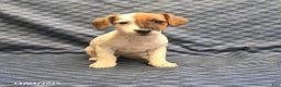 Jack Russell Terrier dogs for sale: Boots - Ad 1