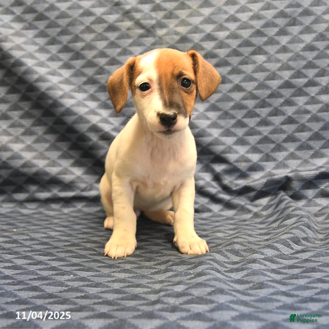 Jack Russell Terrier dogs for sale: Boots - Ad 1