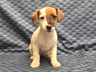 Jack Russell Terrier dogs Boots - Ad 18