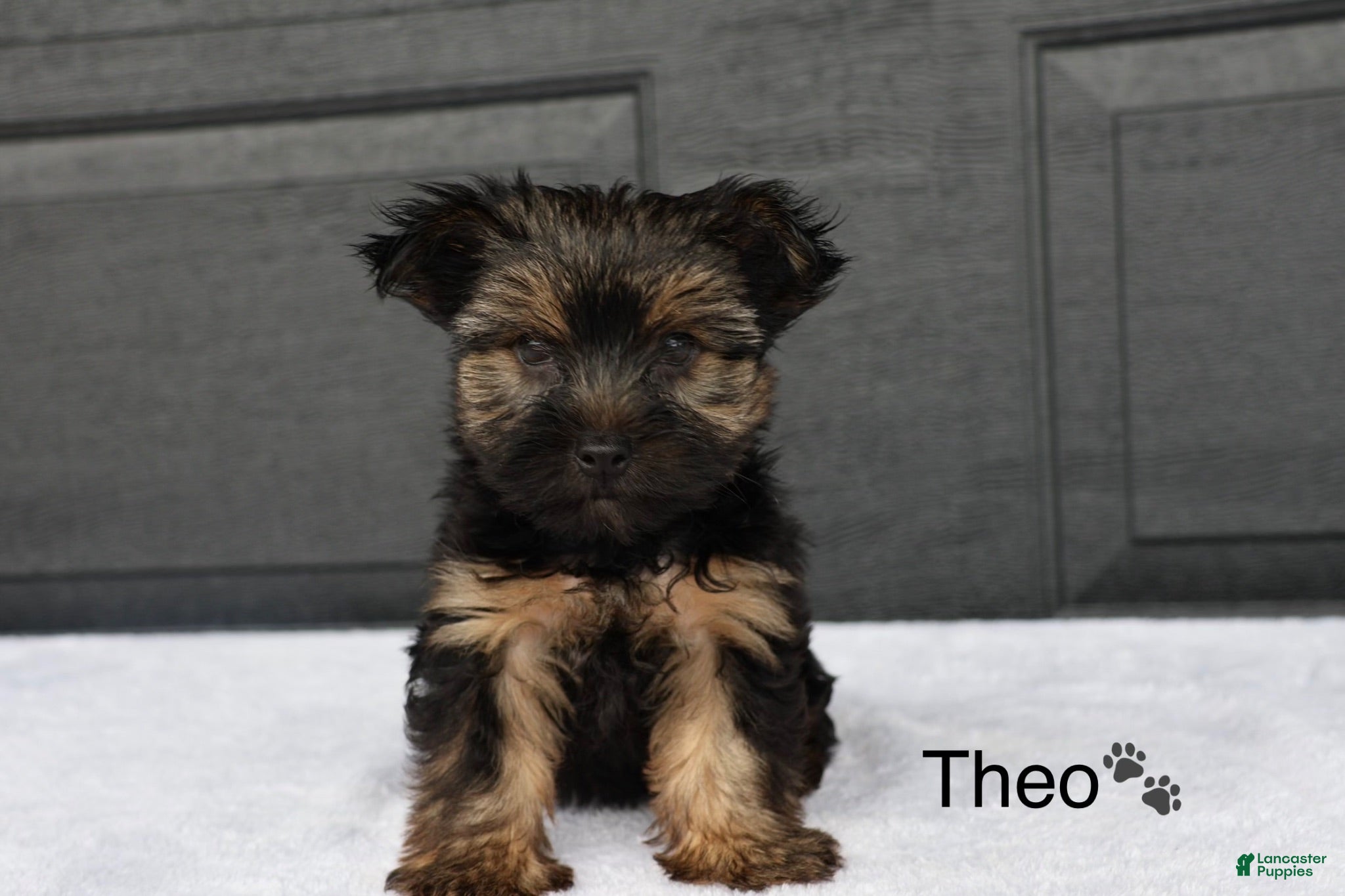Yorkshire Terrier dogs Theo - Ad 1