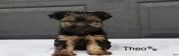 Yorkshire Terrier dogs for sale: Theo - Ad 1