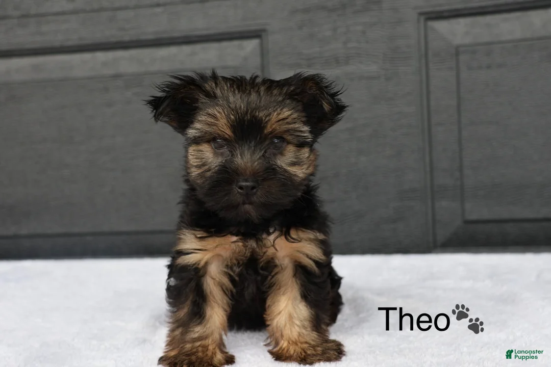 Yorkshire Terrier dogs for sale: Theo - Ad 1