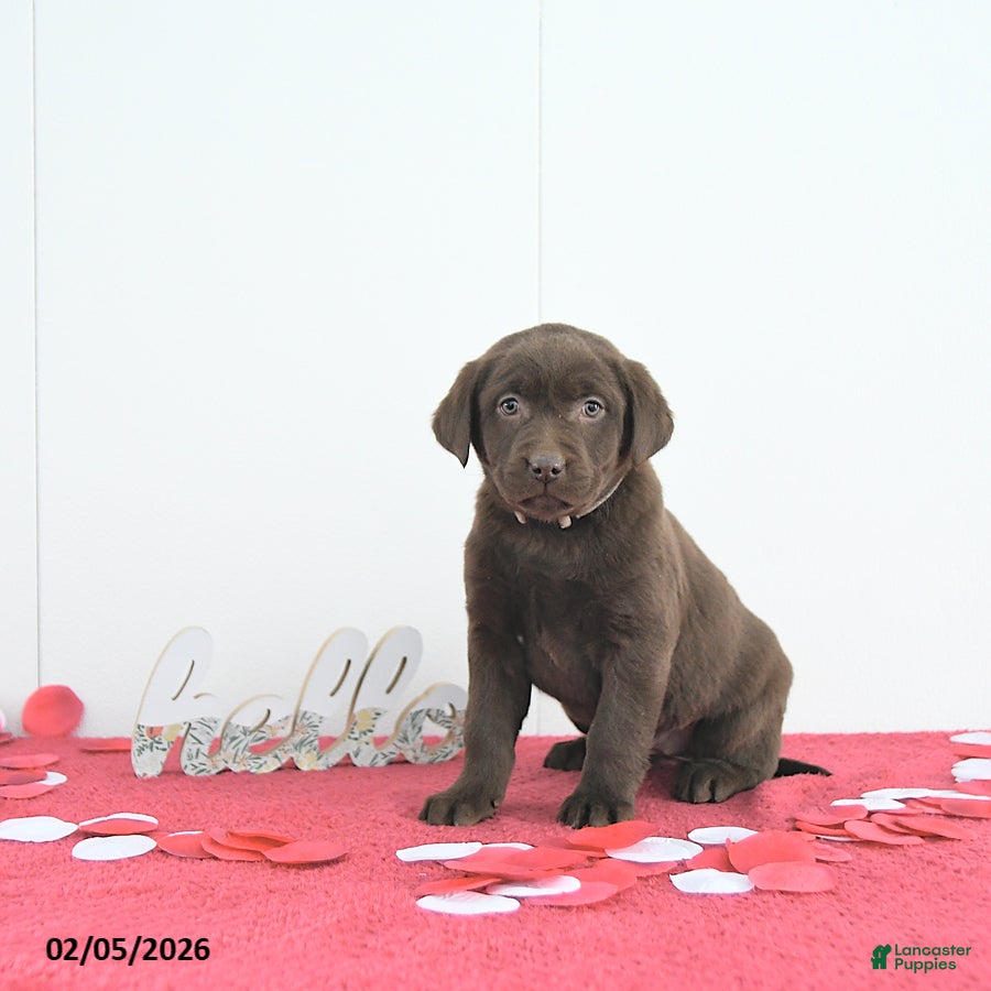 Labrador Retriever dogs Nova - Ad 4