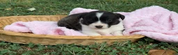 Mixed Breed dogs for sale: BRINDLE - Ad 16