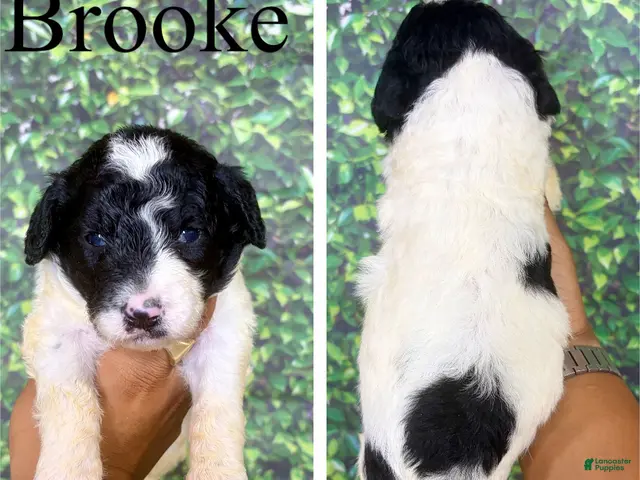 Saint Berdoodles dogs for sale: Brooke - Ad 2