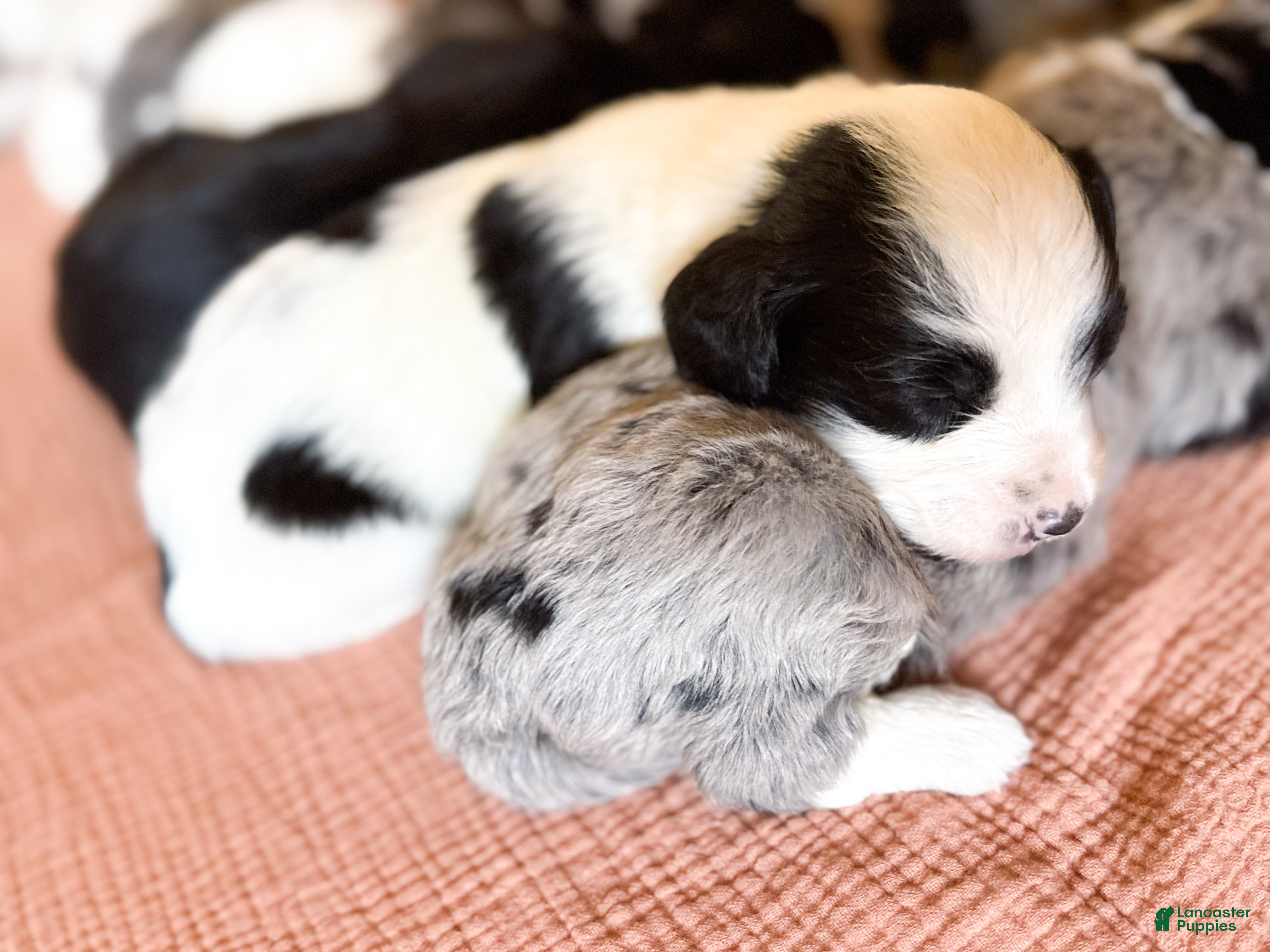 Mini Bernedoodle dogs Lottie - Ad 38