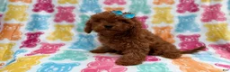 Cavapoo dogs for sale: Dora - Ad 5