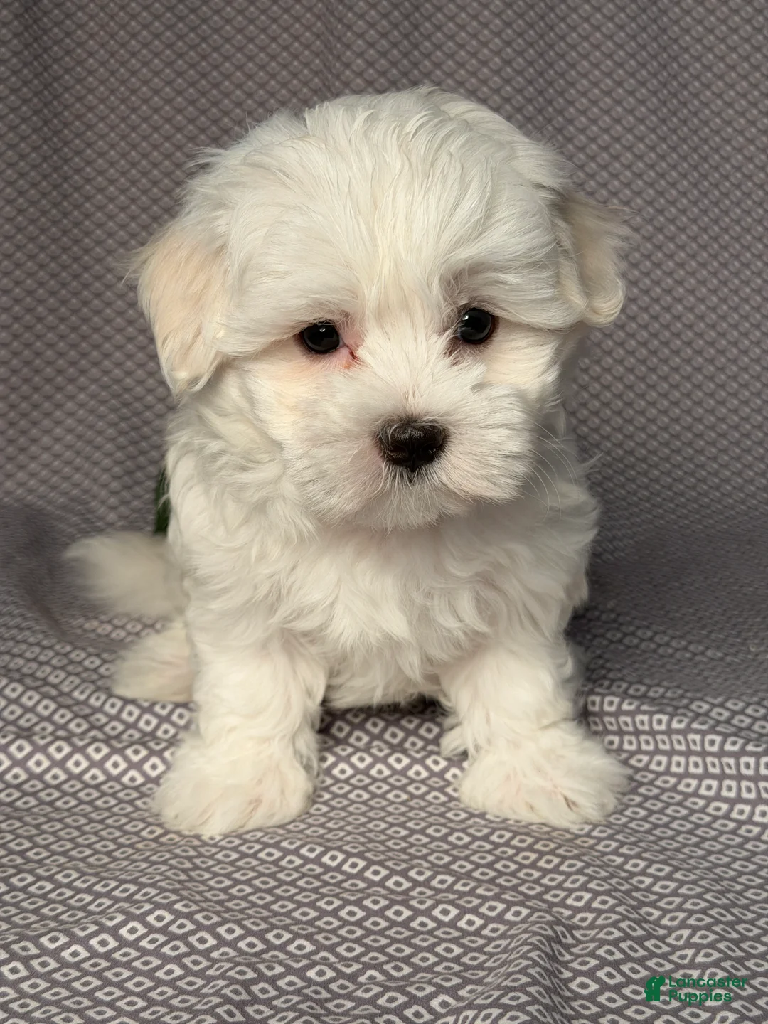 Maltese dogs for sale: Archie - Ad 1
