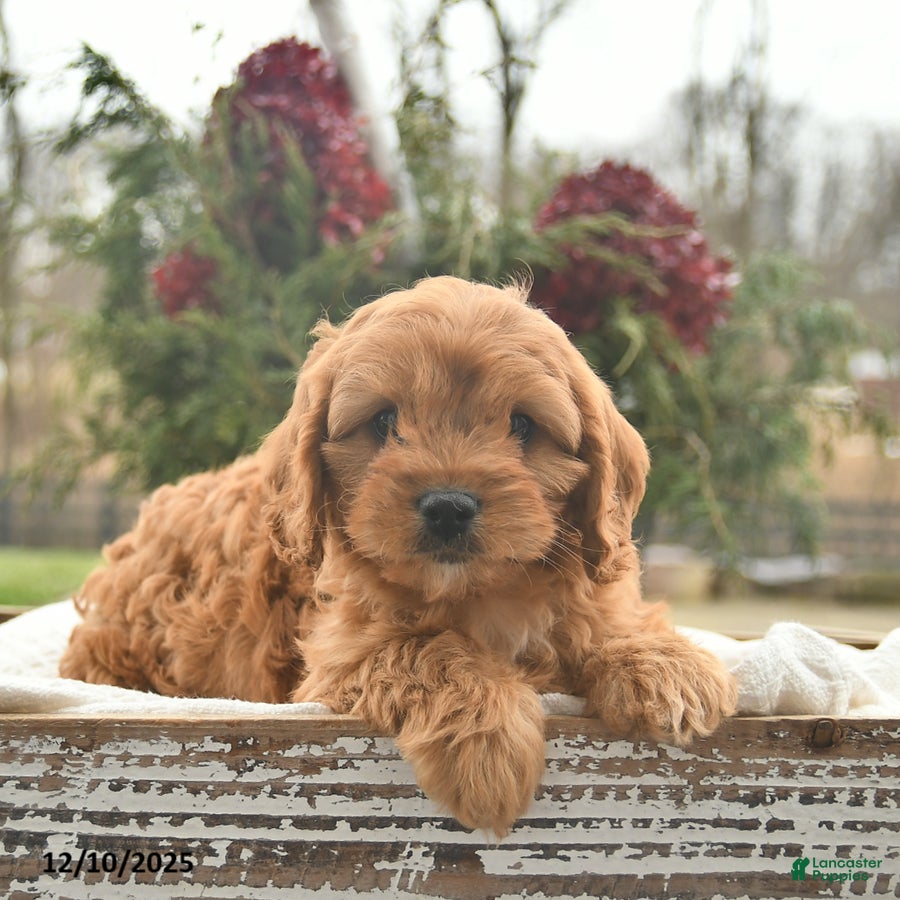 Cavapoo dogs Bliss  - Ad 28