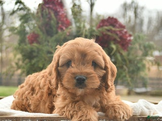 Cavapoo dogs Bliss - Ad 37