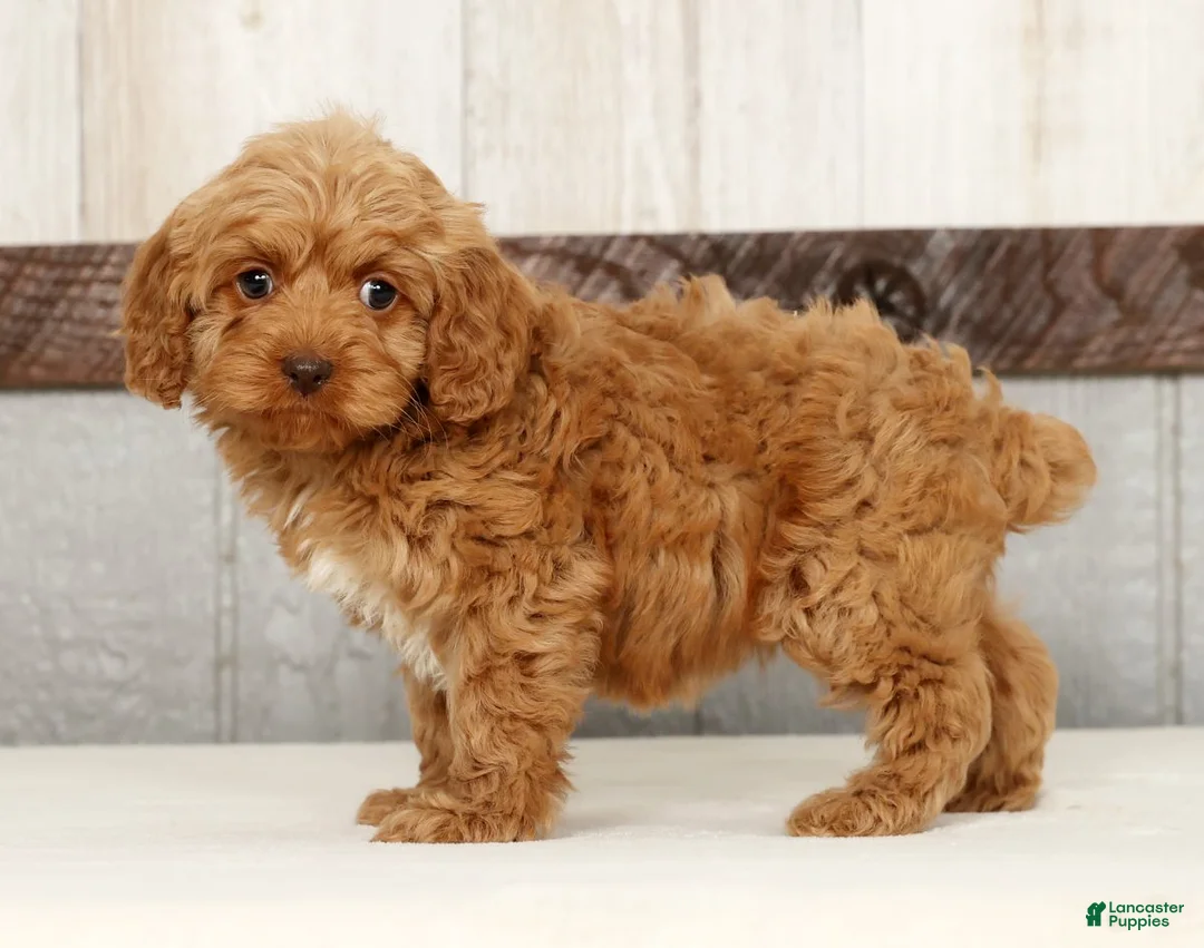 Cockapoo dogs for sale: Hazel - Ad 3