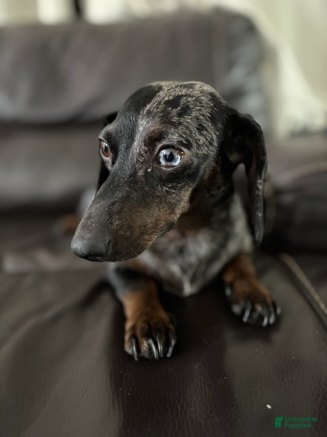 Dachshund dogs for sale: Dachshund Puppy 1 - Ad 2