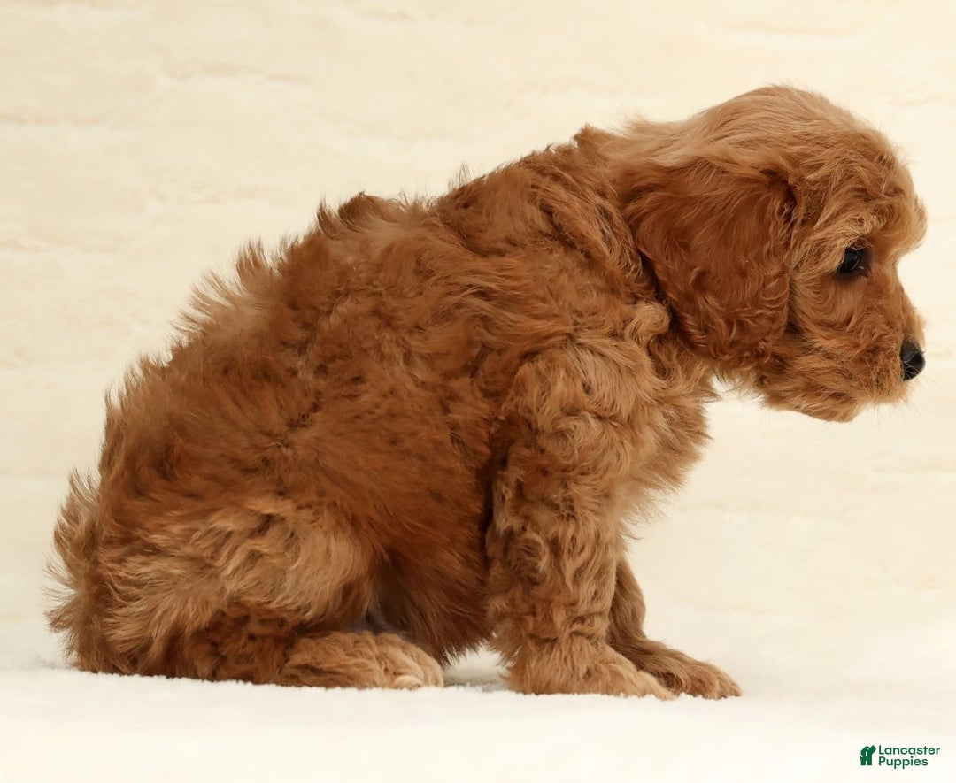 Cockapoo dogs for sale: Bear - Ad 5