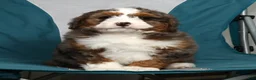 Mini Bernedoodle dogs for sale: Lilly - Ad 8