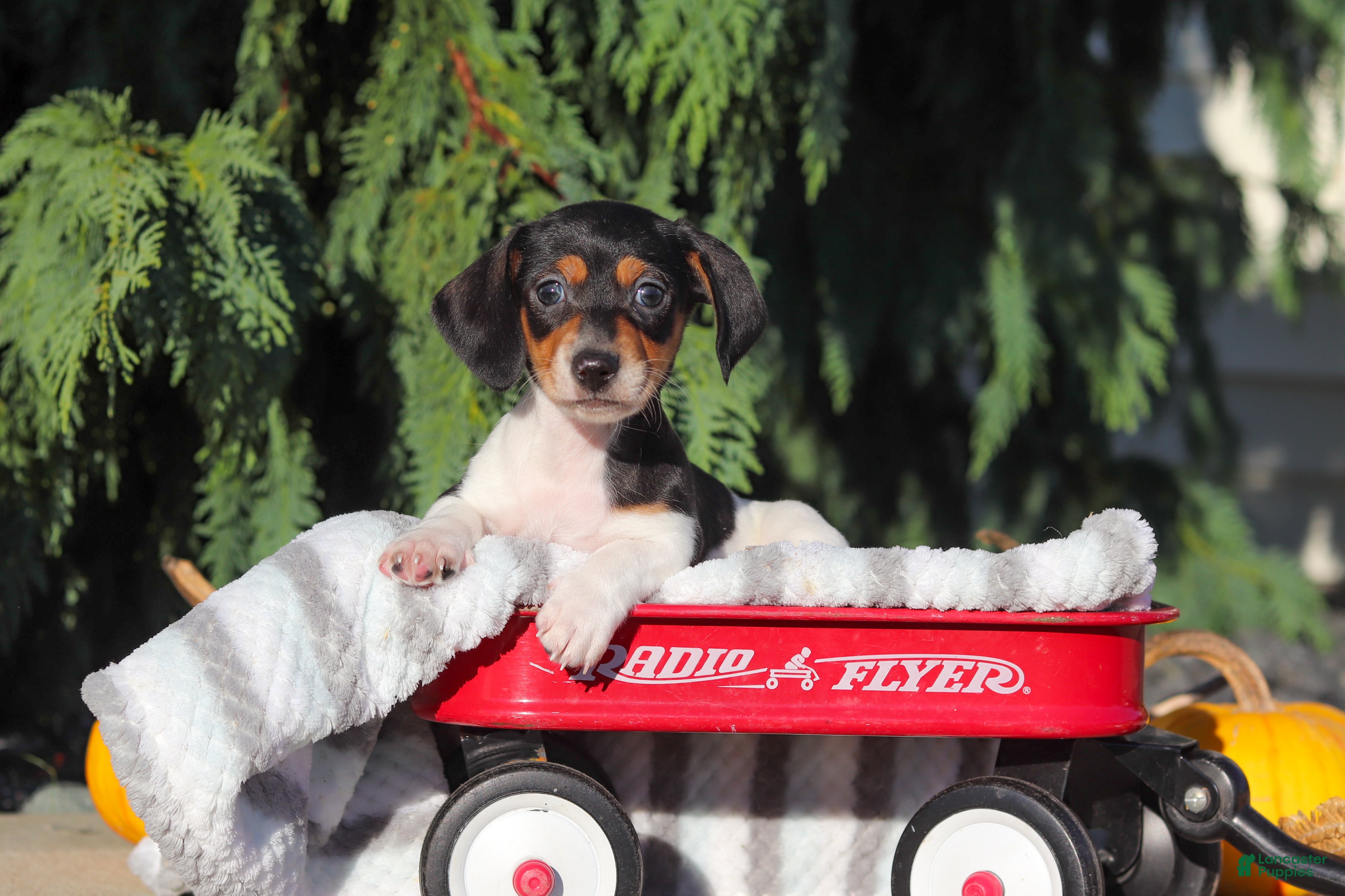 Dachshund dogs Holly - Ad 1