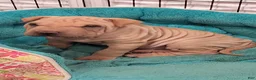 Shar Pei dogs for sale: Chex - Ad 1
